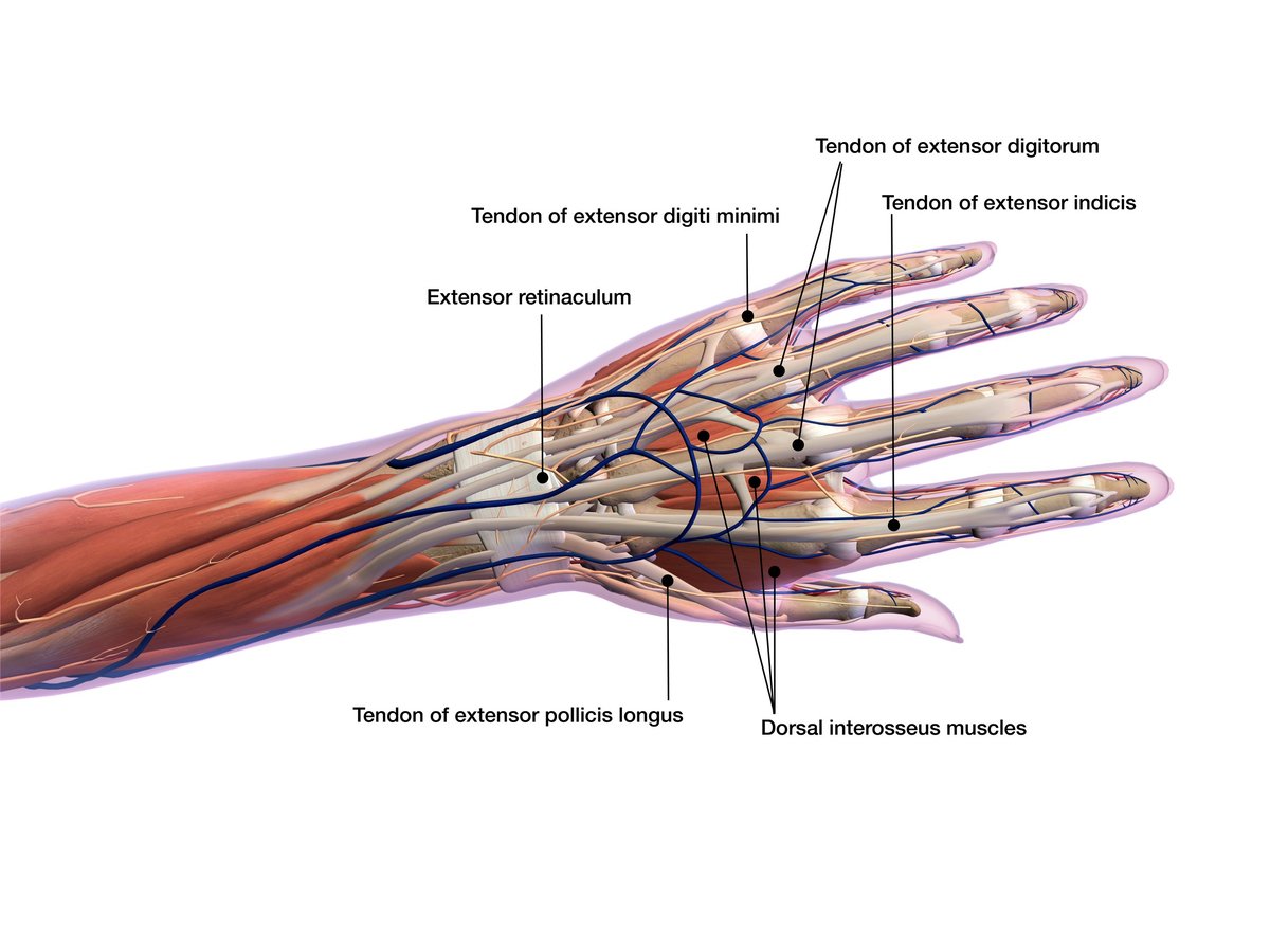 Close-up of an adult hand with the fingers gently extended to show the fingertips and nails